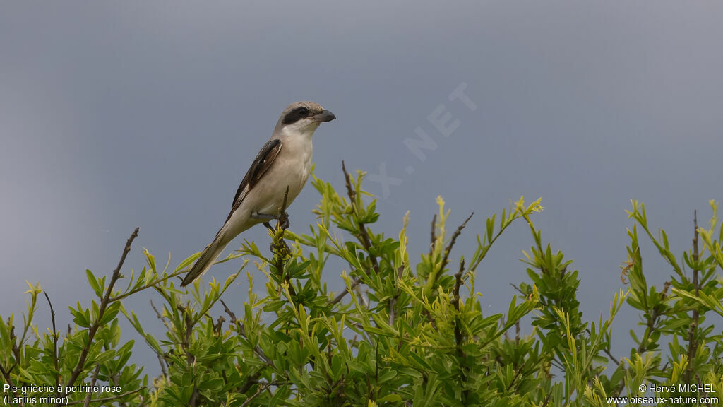 Pie-grièche à poitrine rose1ère année