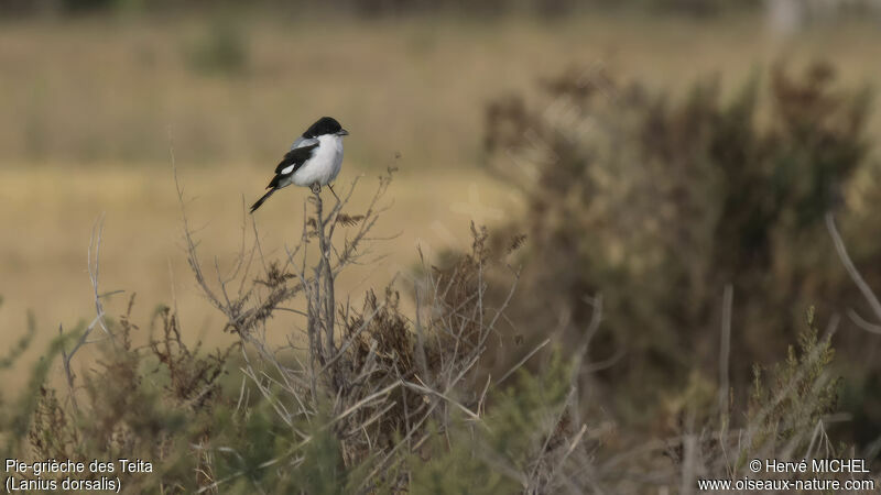 Taita Fiscaladult