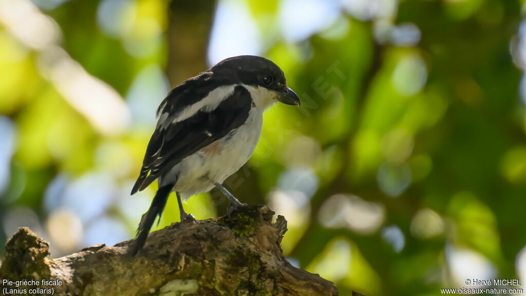 Pie-grièche fiscale