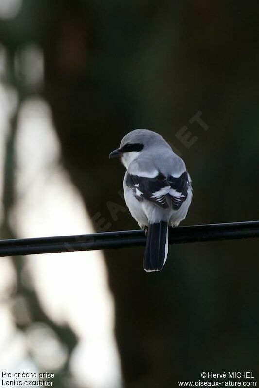 Great Grey Shrike