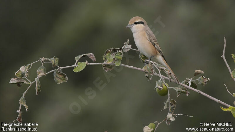 Isabelline Shrikeadult, identification