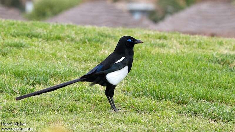 Maghreb Magpieadult, identification