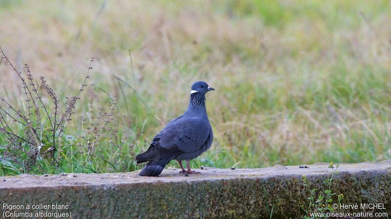 White-collared Pigeon