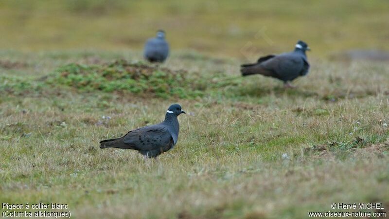 White-collared Pigeon