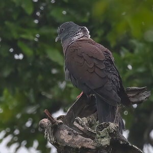 Pigeon de Delegorgue
