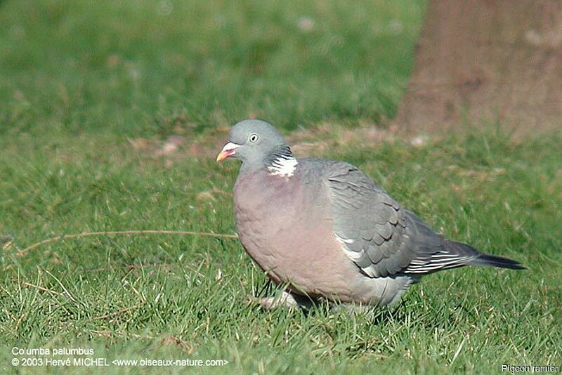 Common Wood Pigeon