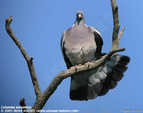 Common Wood Pigeon