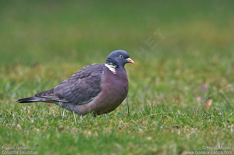 Pigeon ramieradulte