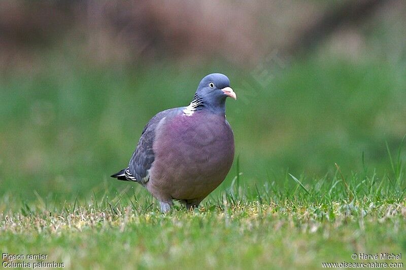 Pigeon ramieradulte