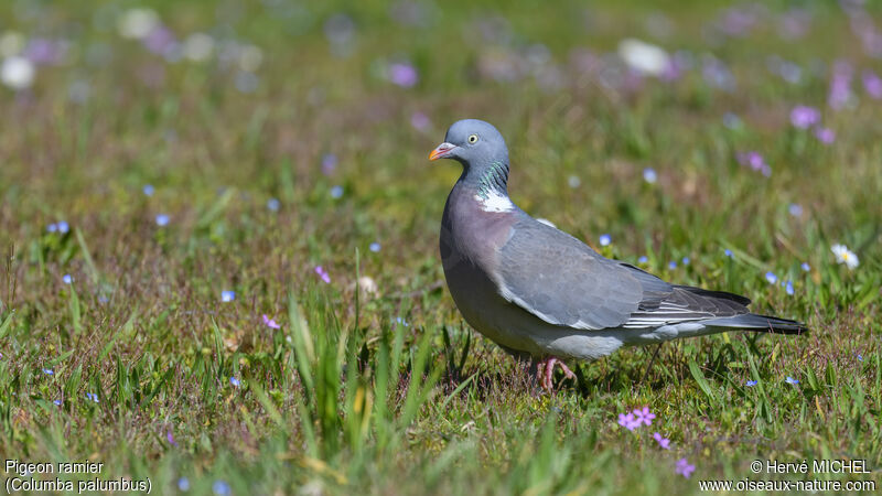 Common Wood Pigeon