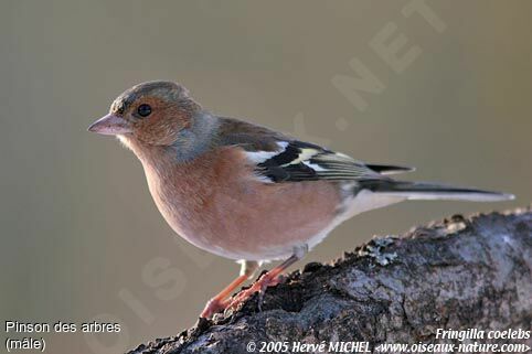 Eurasian Chaffinch