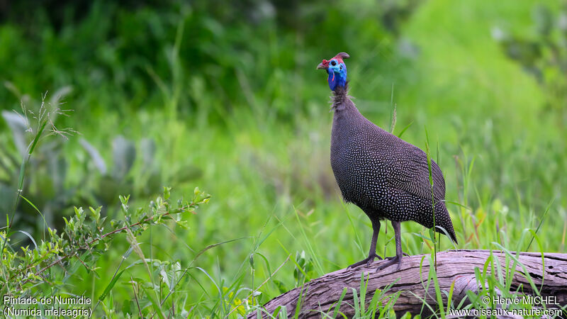 Helmeted Guineafowl