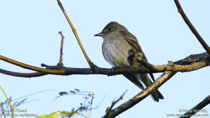 Western Wood Pewee