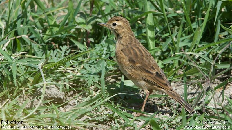 African Pipit