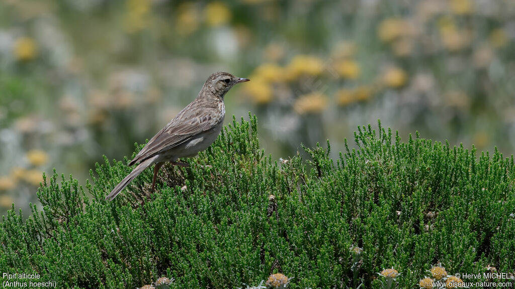 Pipit alticole