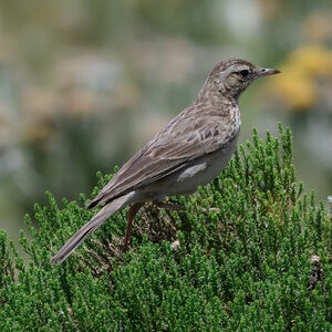 Pipit alticole
