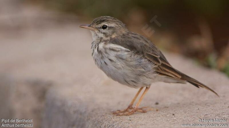 Pipit de Berthelot