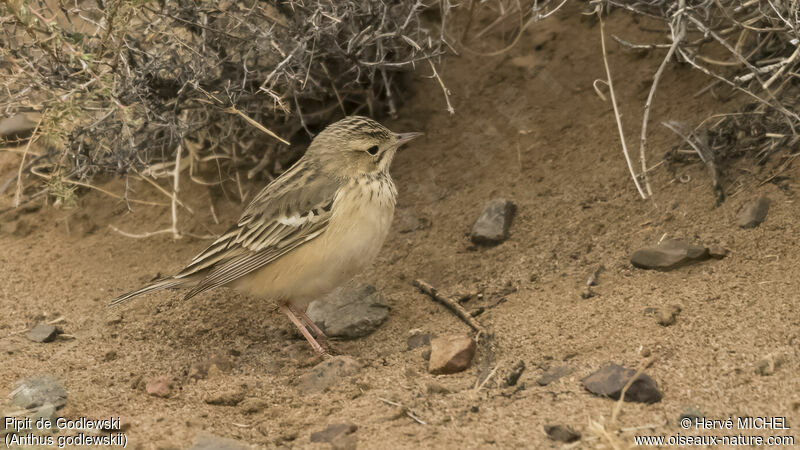 Pipit de Godlewskiadulte