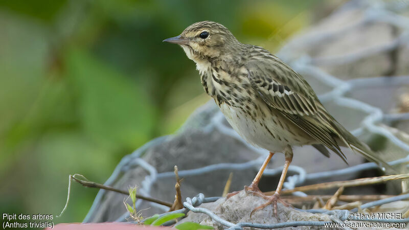 Pipit des arbres