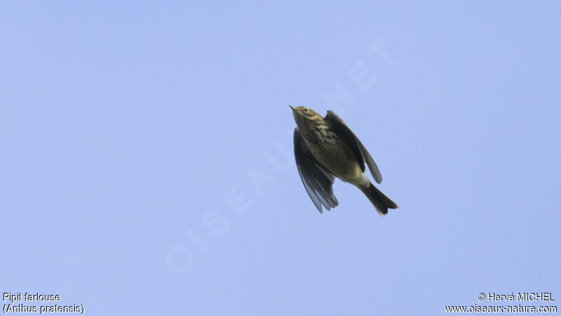 Meadow Pipit