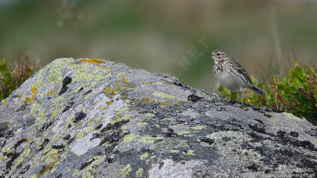 Pipit farlouse