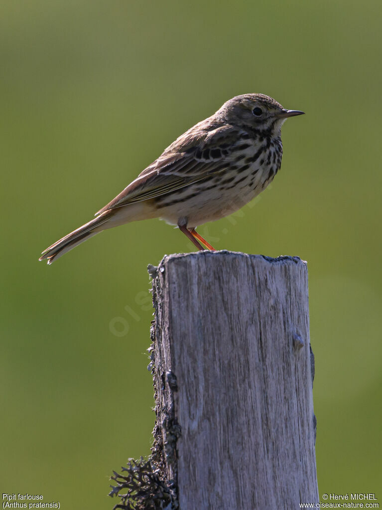 Pipit farlouse