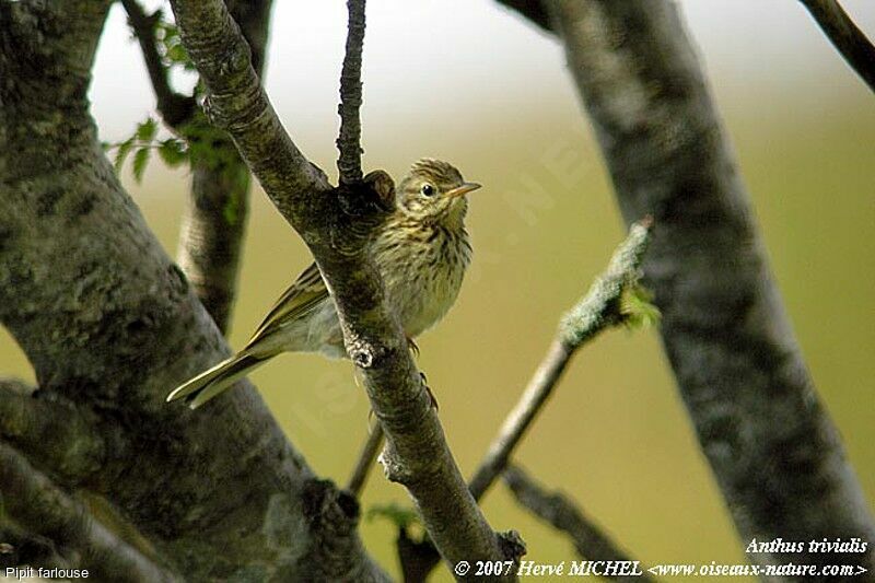 Pipit farlouseadulte nuptial