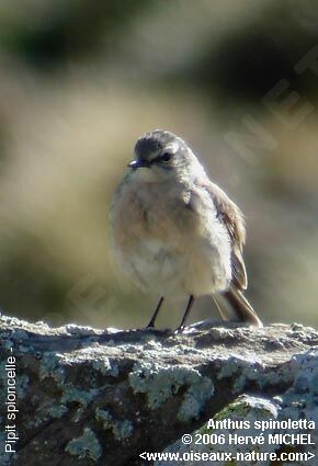 Pipit spioncelleadulte nuptial