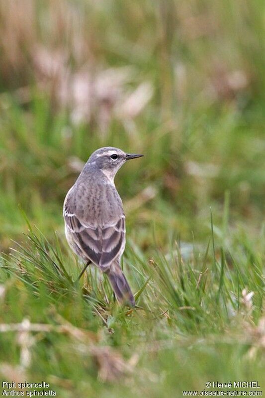 Water Pipitadult breeding, identification