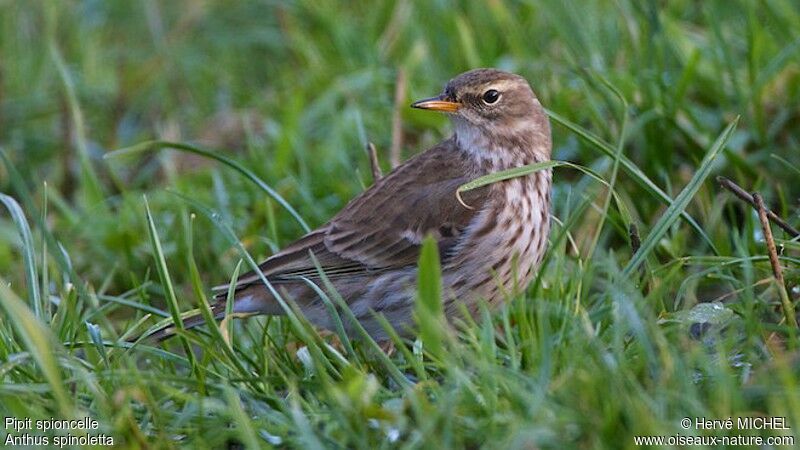 Pipit spioncelle