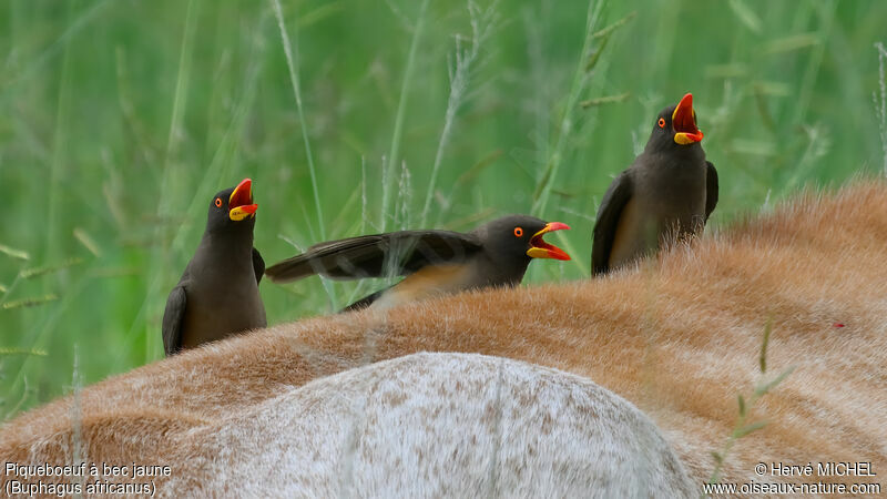 Yellow-billed Oxpecker