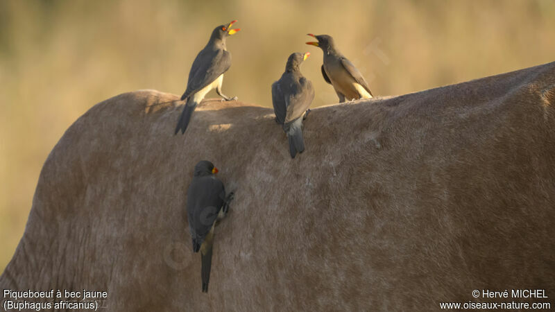 Yellow-billed Oxpecker