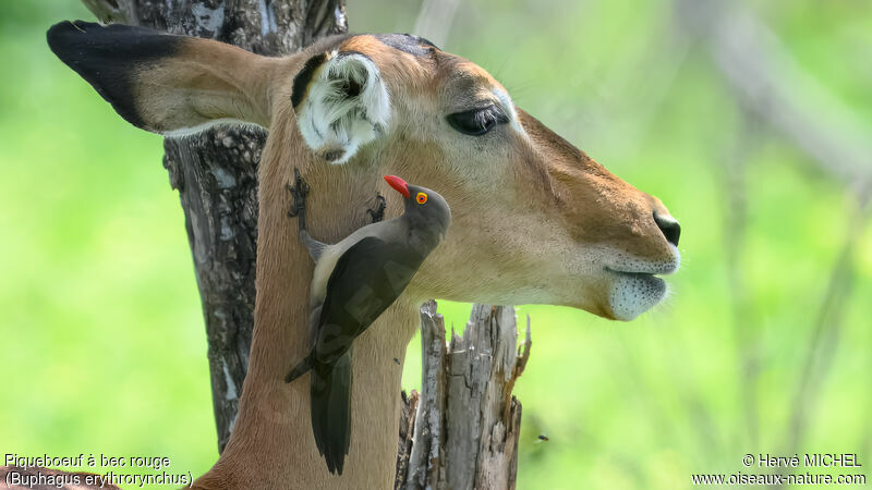 Red-billed Oxpecker