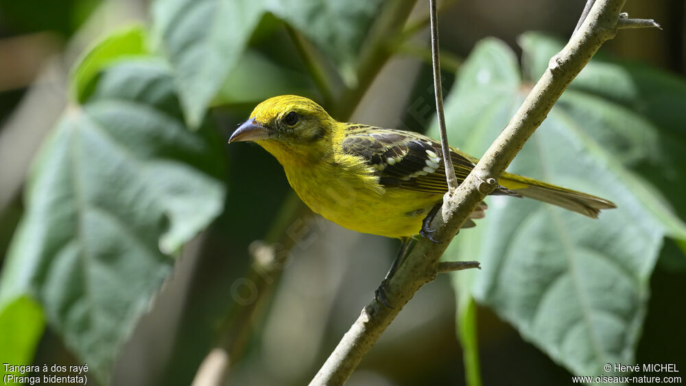 Piranga à dos rayé