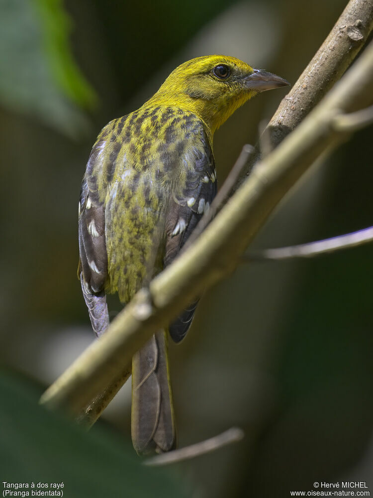 Piranga à dos rayé
