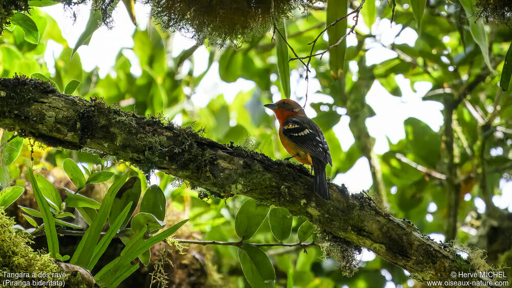 Piranga à dos rayé
