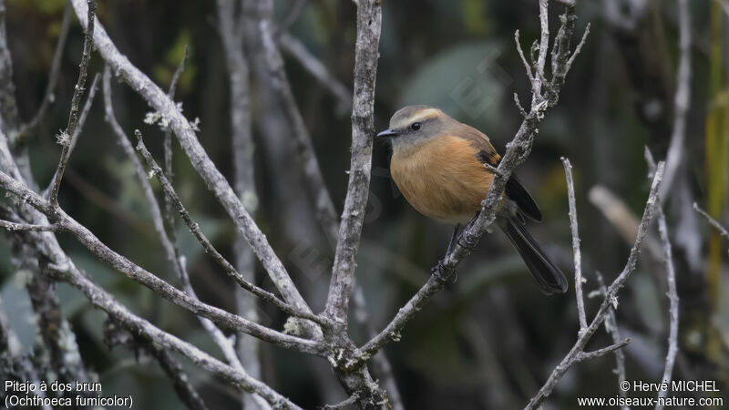 Brown-backed Chat-Tyrant