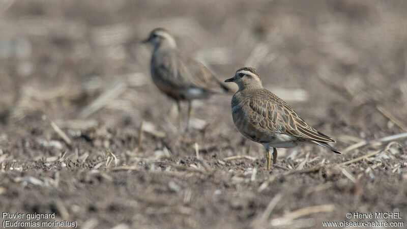 Eurasian Dotterel