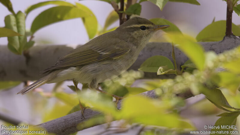 Arctic Warbler