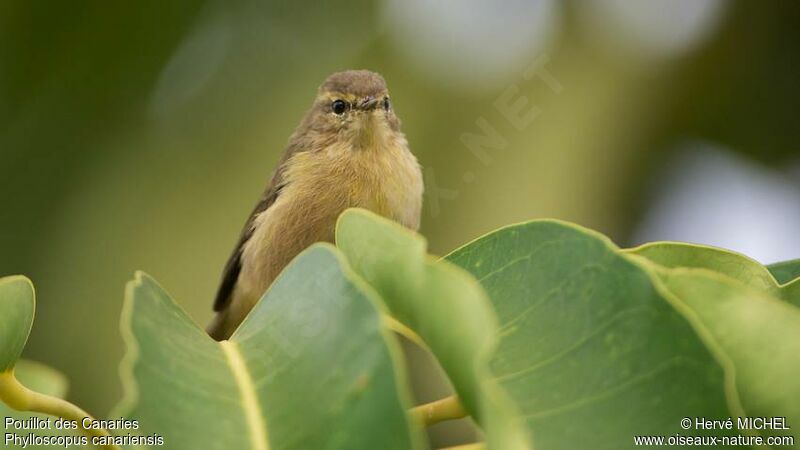 Canary Islands Chiffchaff male adult