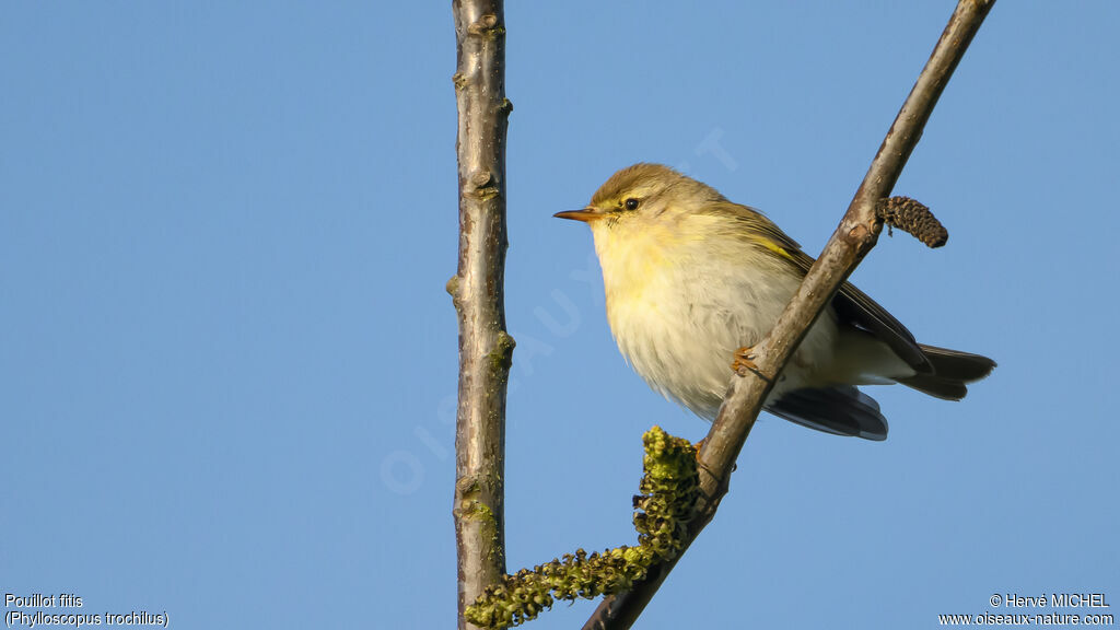 Pouillot fitis mâle adulte nuptial
