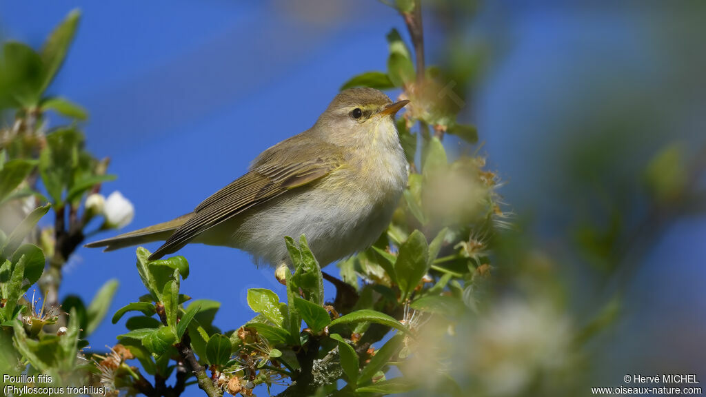 Pouillot fitis mâle adulte nuptial