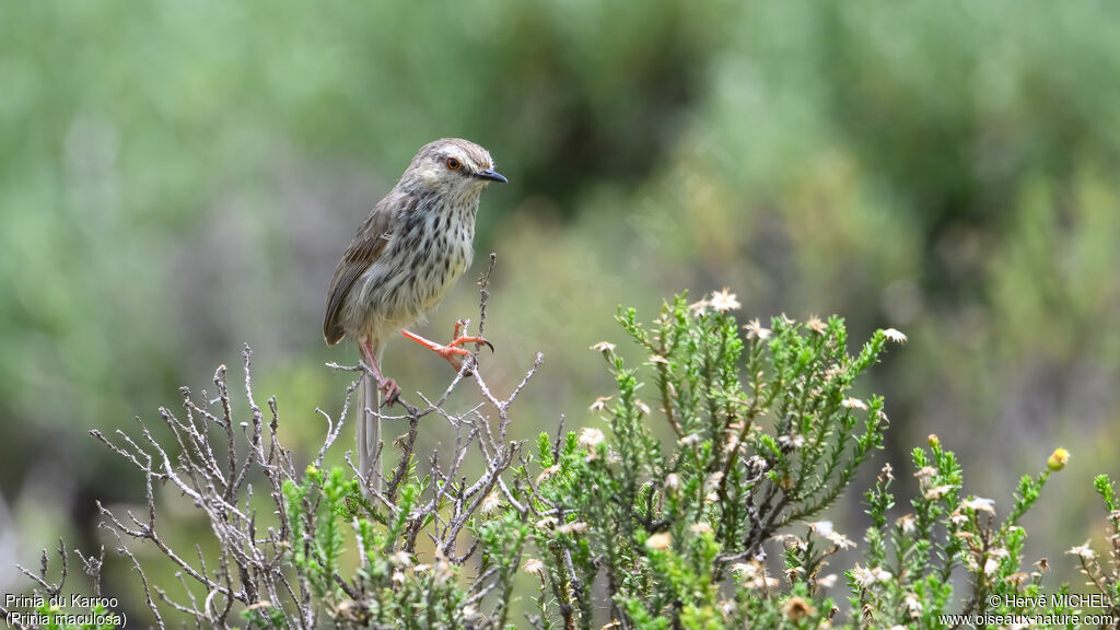 Prinia du Karroo - Prinia du Karoo<br />