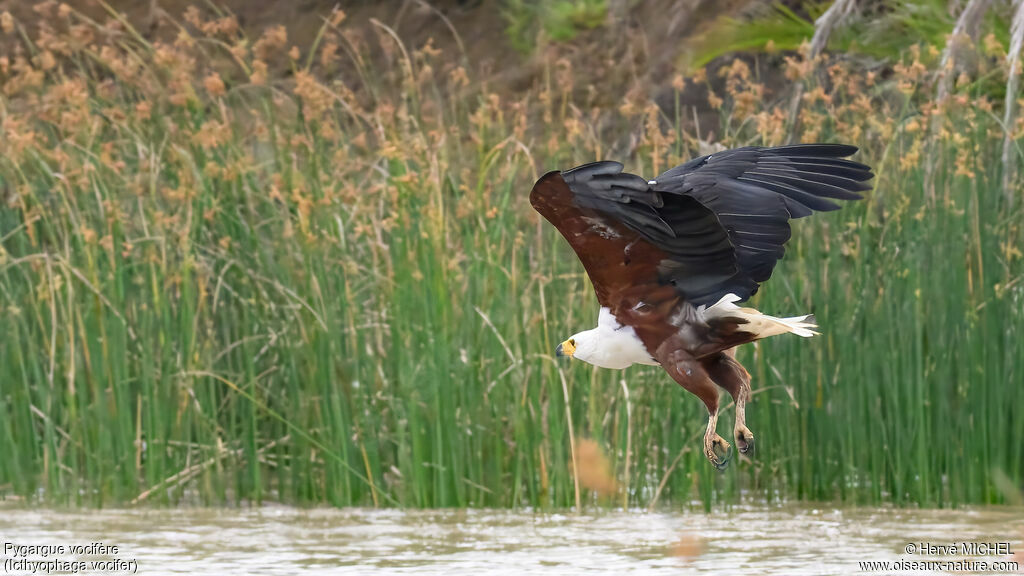 African Fish Eagle