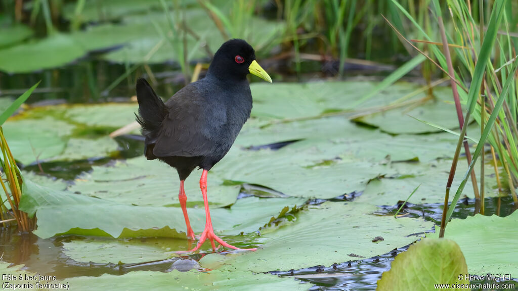 Râle à bec jaune - Marouette à bec jaune<br />