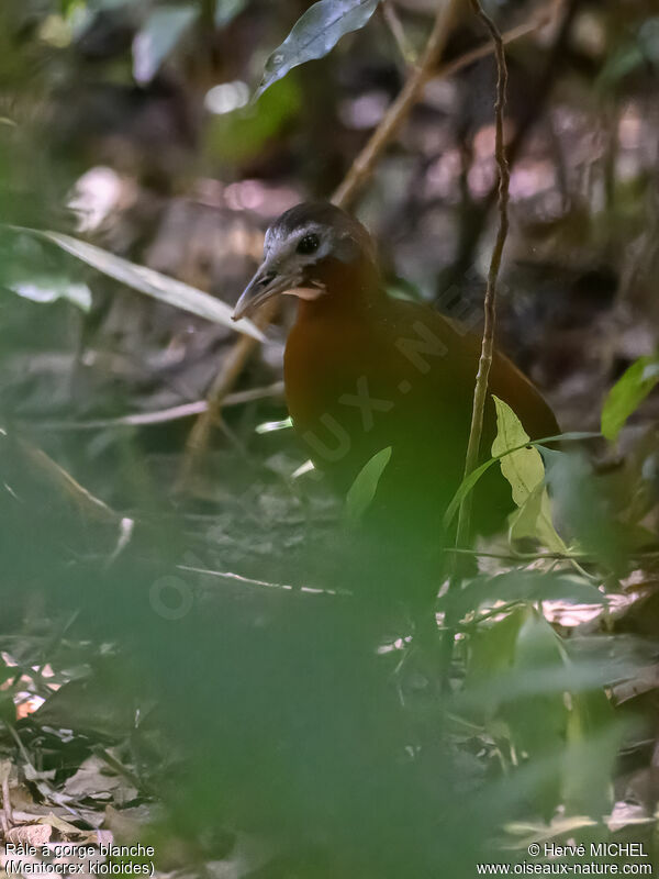 Madagascar Forest Rail