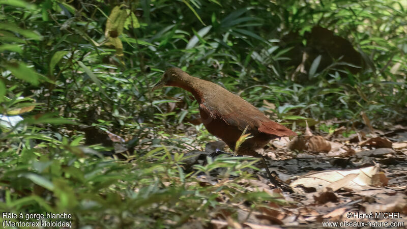 Madagascar Forest Rail