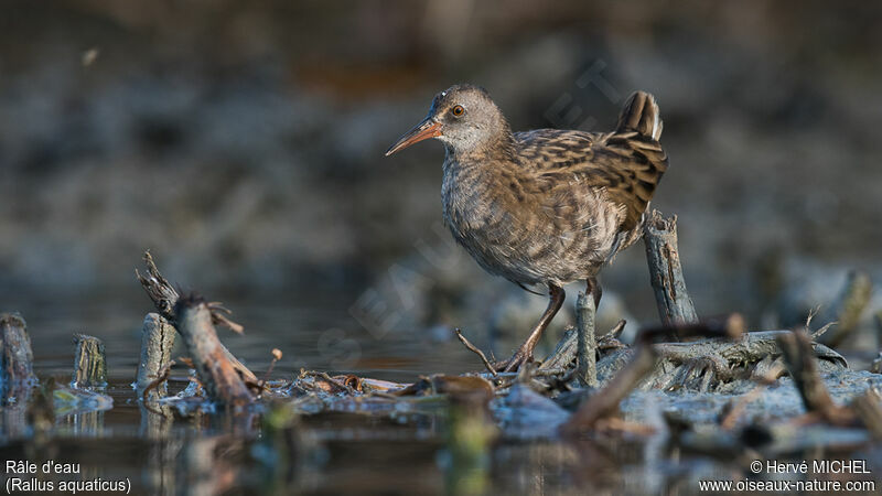 Water Railjuvenile