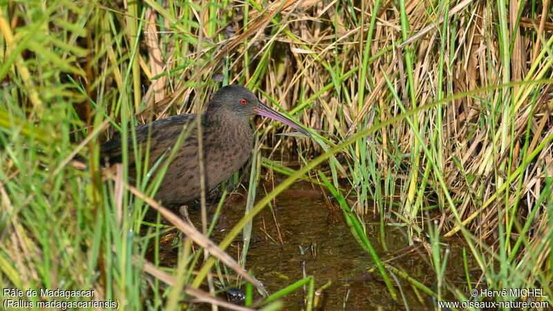 Madagascar Rail male adult breeding