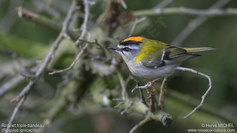 Common Firecrest male adult breeding